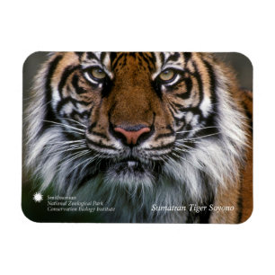 Magnet Flexible Tigre Soyono de Smithsonien   Sumatran