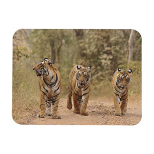 Magnet Flexible Tigres royaux du Bengale sur la piste, Ranthambhor