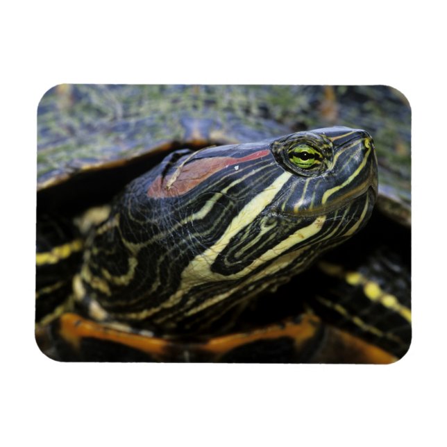 Magnet Flexible Tortue à oreilles rouges, Trachemys scripta elegan (Horizontal)