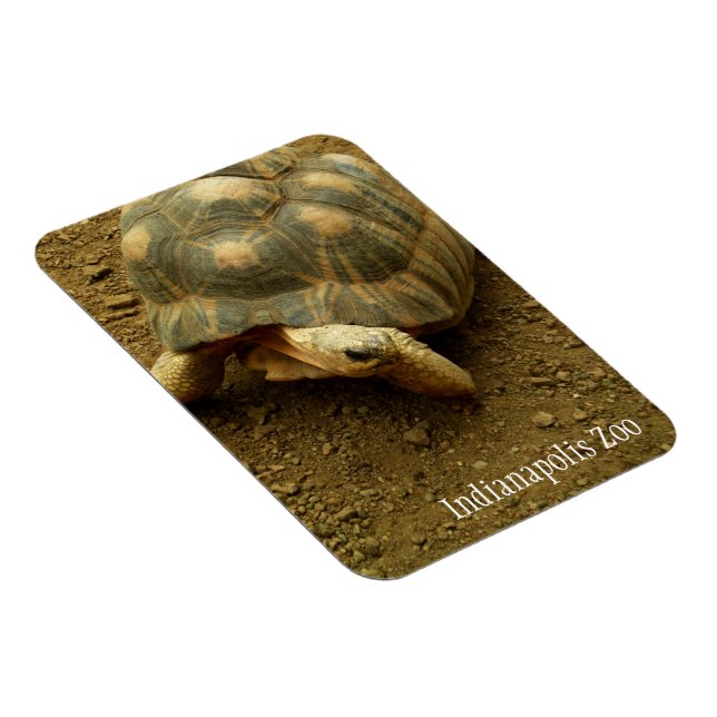 Magnet Flexible Tortue au Zoo d'Indianapolis (Côté Droit)