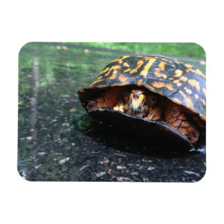 Magnet Flexible Tortue boîte