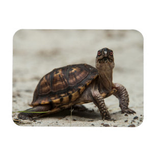 Magnet Flexible Tortue-boîte commune