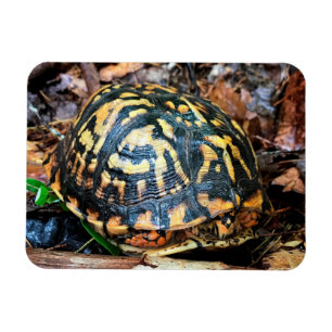Magnet Flexible Tortue dans la forêt, Chester, South Carolina Post