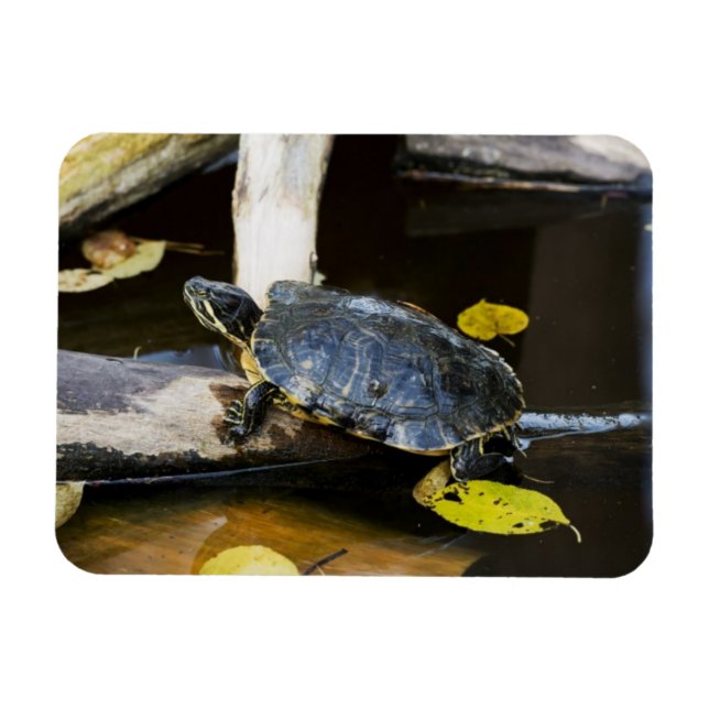 Magnet Flexible Tortue de l'étang dans la nature (Horizontal)