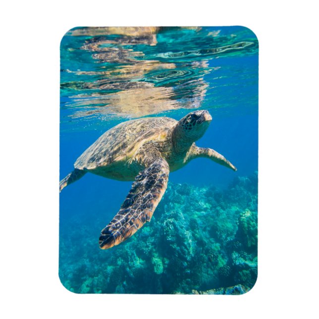 Magnet Flexible Tortue de mer (Vertical)