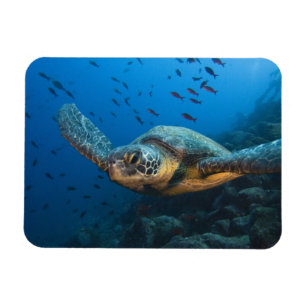Magnet Flexible Tortue noire (verte) (Chelonia agassizi)