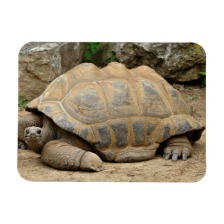 Magnet Flexible Tortue souriante 