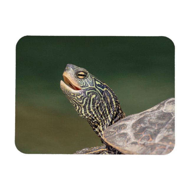 Magnet Flexible Tortue sur La Chute (Horizontal)