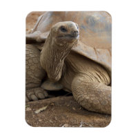 Tortue terrestre des Seychelles Aldabran