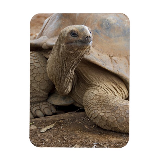 Magnet Flexible Tortue terrestre des Seychelles Aldabran (Vertical)