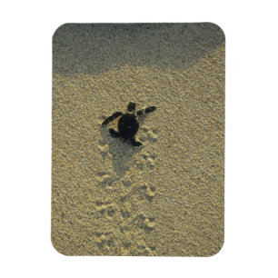 Magnet Flexible Tortue verte, (Chelonia mydas), nouveau-né