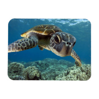 Magnet Flexible Tortue verte hawaïenne