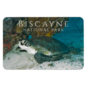 Magnet Flexible Tortue verte sous l'eau Biscayne NP