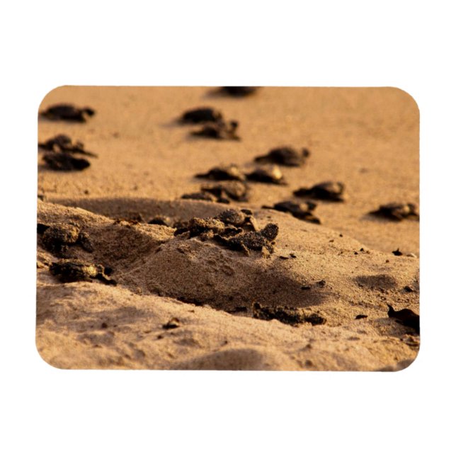 Magnet Flexible Tortues marines (Horizontal)