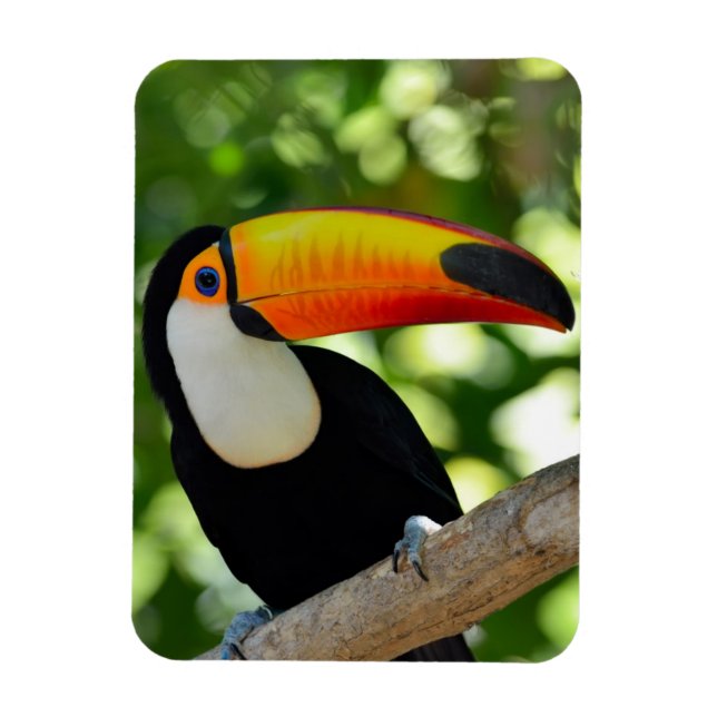 Magnet Flexible Toucan (Vertical)