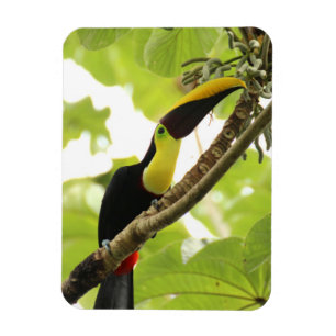 Magnet Flexible Toucan de Swainson Oiseau Exotique
