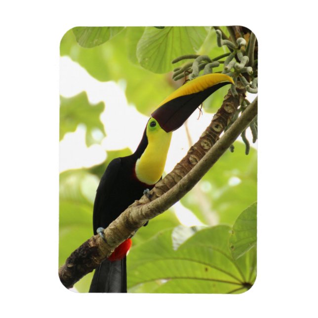 Magnet Flexible Toucan de Swainson Oiseau Exotique (Vertical)