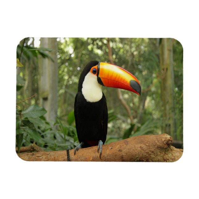 Magnet Flexible Toucan sur branche d'arbre (Horizontal)