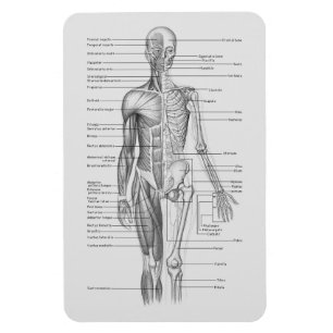 Magnet Flexible Toujours apprenant : Diagramme d'anatomie de corps