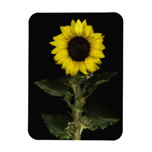 Magnet Flexible Tournesol 11 (Vertical)