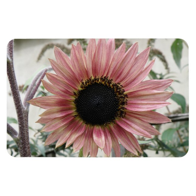 Magnet Flexible Tournesol rose pâle (Horizontal)