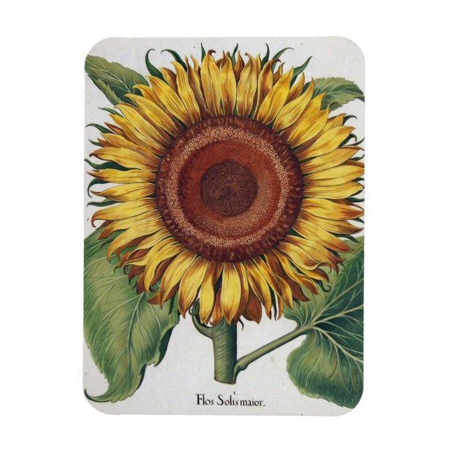Magnet Flexible Tournesol Vintage Damas Fleur Art (Vertical)