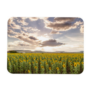 Magnet Flexible Tournesols au coucher du soleil