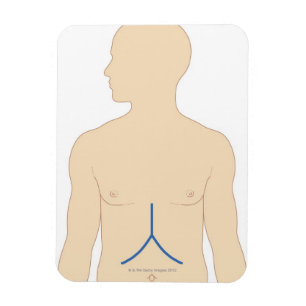 Magnet Flexible Transplantation du foie