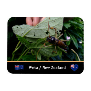 Magnet Flexible Tree Weta - grand insecte, nature / Nouvelle-Zéla