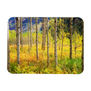 Magnet Flexible Trembles en automne dans les Rocheuses