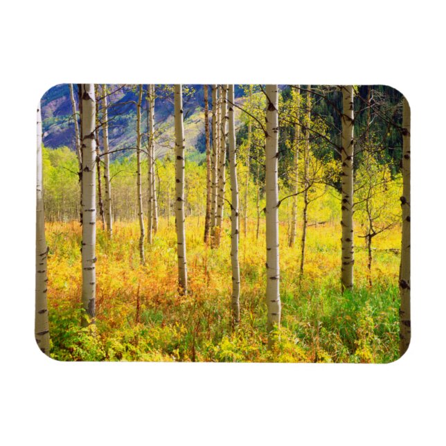 Magnet Flexible Trembles en automne dans les Rocheuses (Horizontal)