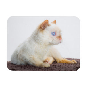 Magnet Flexible Trident l'aimant 02 de chat
