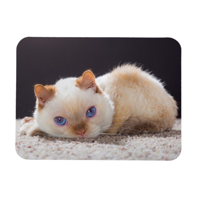 Magnet Flexible Trident l'aimant de chat (Horizontal)