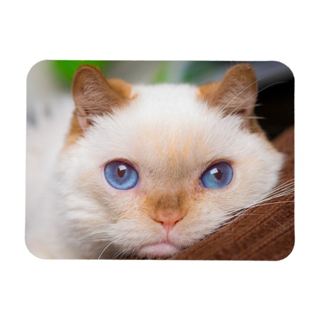 Magnet Flexible Trident l'aimant de chat 04 (Horizontal)