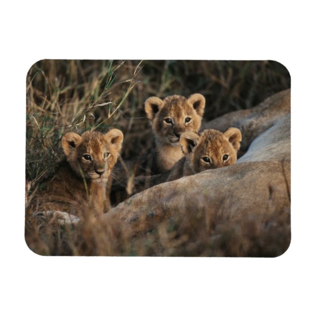 Magnet Flexible Trio de bébés Lions âgés de six semaines assis (Horizontal)
