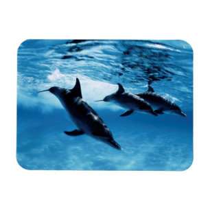 Magnet Flexible Trio de dauphins