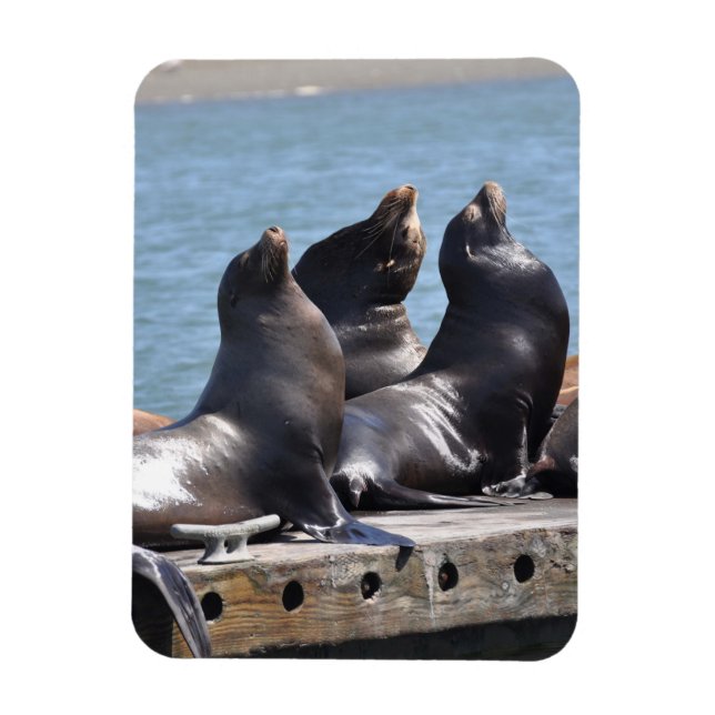 Magnet Flexible Trio de lions de mer qui dorment dans le soleil (Vertical)