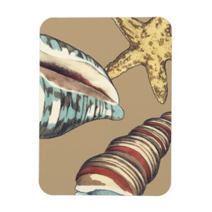 Magnet Flexible Trio de Shell sur kaki