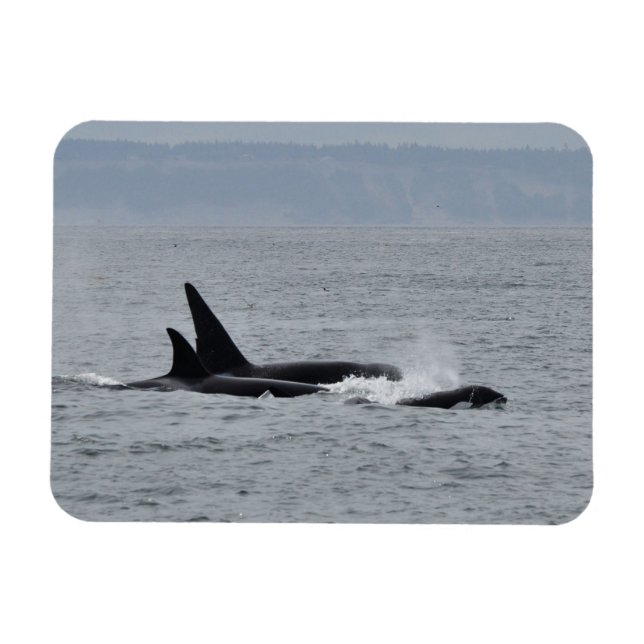 Magnet Flexible Trio des baleines d'Orca (Horizontal)
