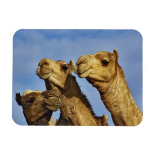 Magnet Flexible Trio des chameaux, marché de chameau, le Caire,