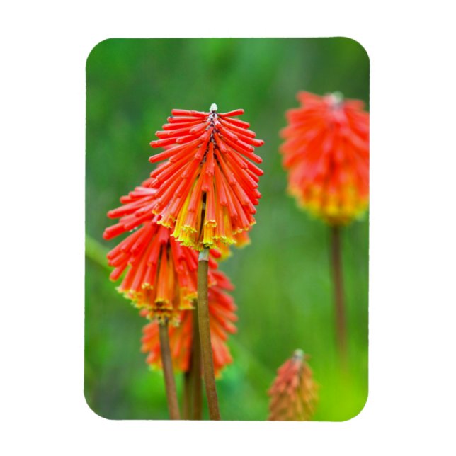 Magnet Flexible Tritome (Kniphofia Uvaria), Cap-Occidental (Vertical)
