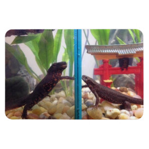 Magnet Flexible Tritons atteignant l'aimant