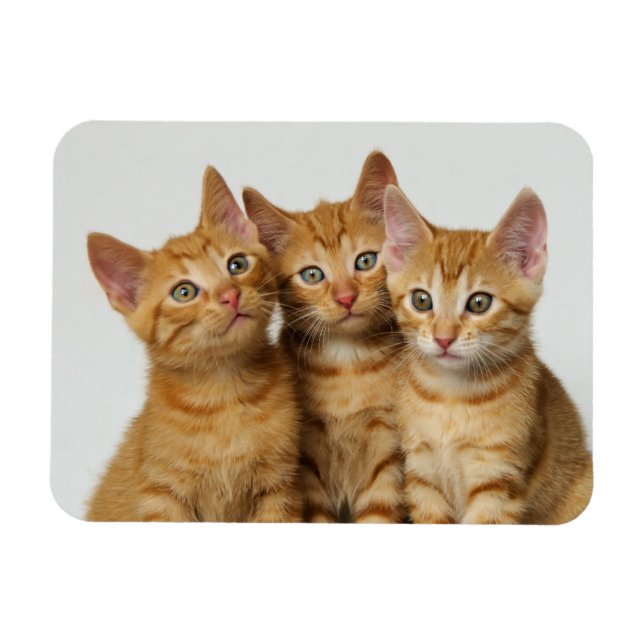 Magnet Flexible Trois chatons au gingembre mignon côte à côte (Horizontal)
