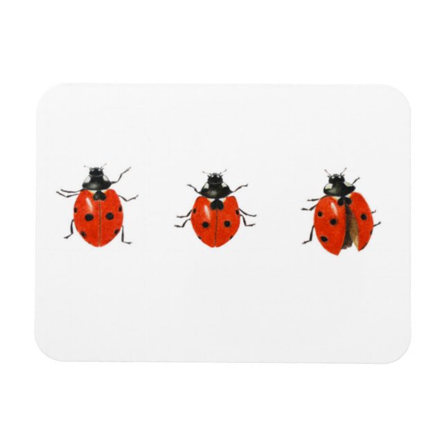Magnet Flexible Trois coccinelles 2013 (Horizontal)