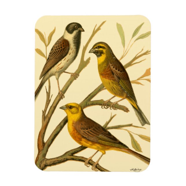 Magnet Flexible Trois oiseaux domestiques perchés sur une branche (Vertical)