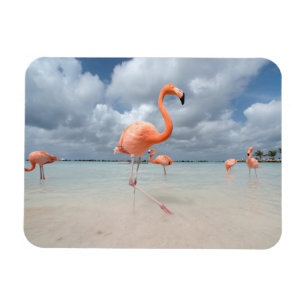 Magnet Flexible Tropical Beaches   Flamingos Beach, Aruba