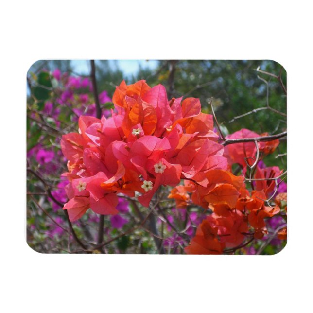 Magnet Flexible Tropical Pink Bougainvillea Island Floral (Horizontal)