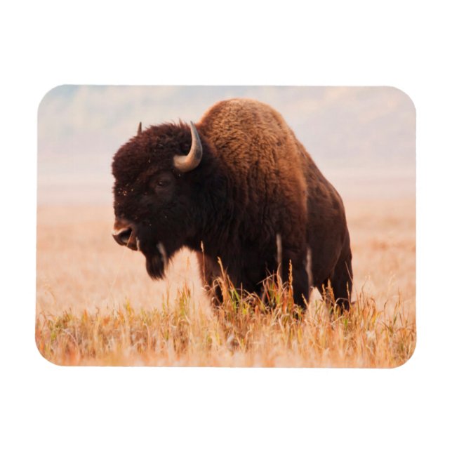 Magnet Flexible Troupeau de bisons d'Amérique (Bison Bison) dans T (Horizontal)