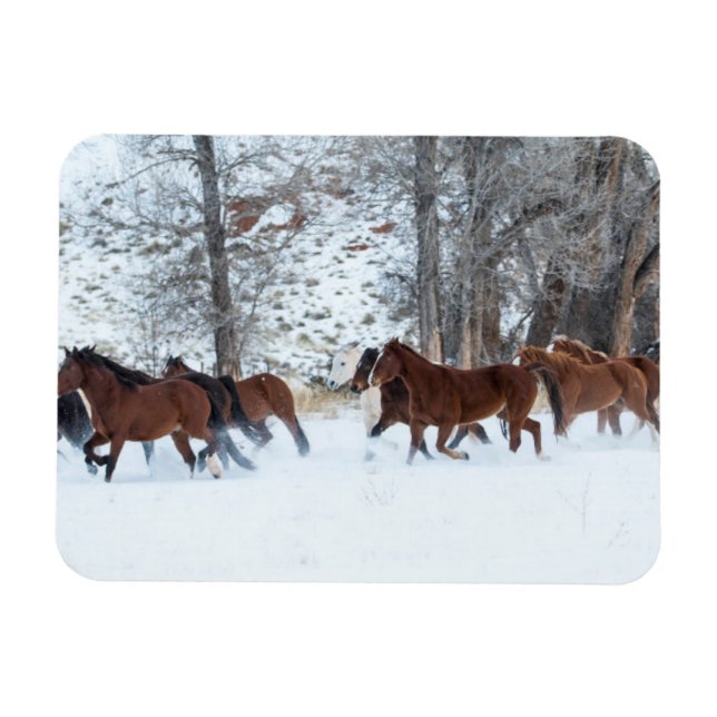 Magnet Flexible Troupeau de chevaux courant dans la neige (Horizontal)