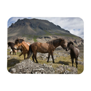 Magnet Flexible Troupeau de chevaux, près de Hofn, Islande
